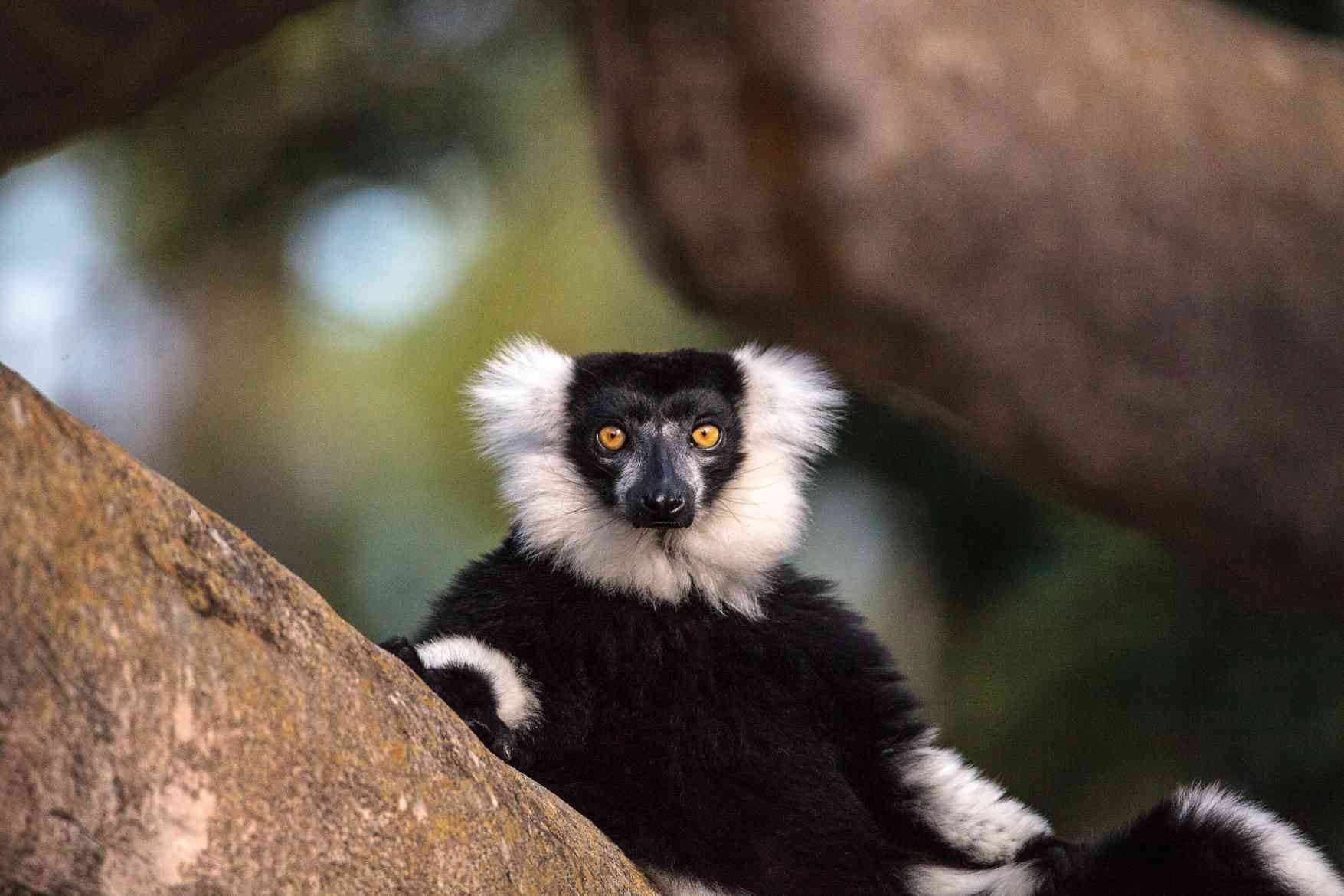 andasibe-mantadia-national-park1 andasibe-mantadia-national-park1