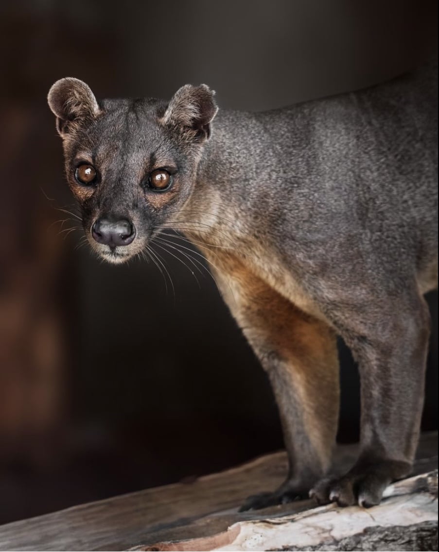 fossa fossa