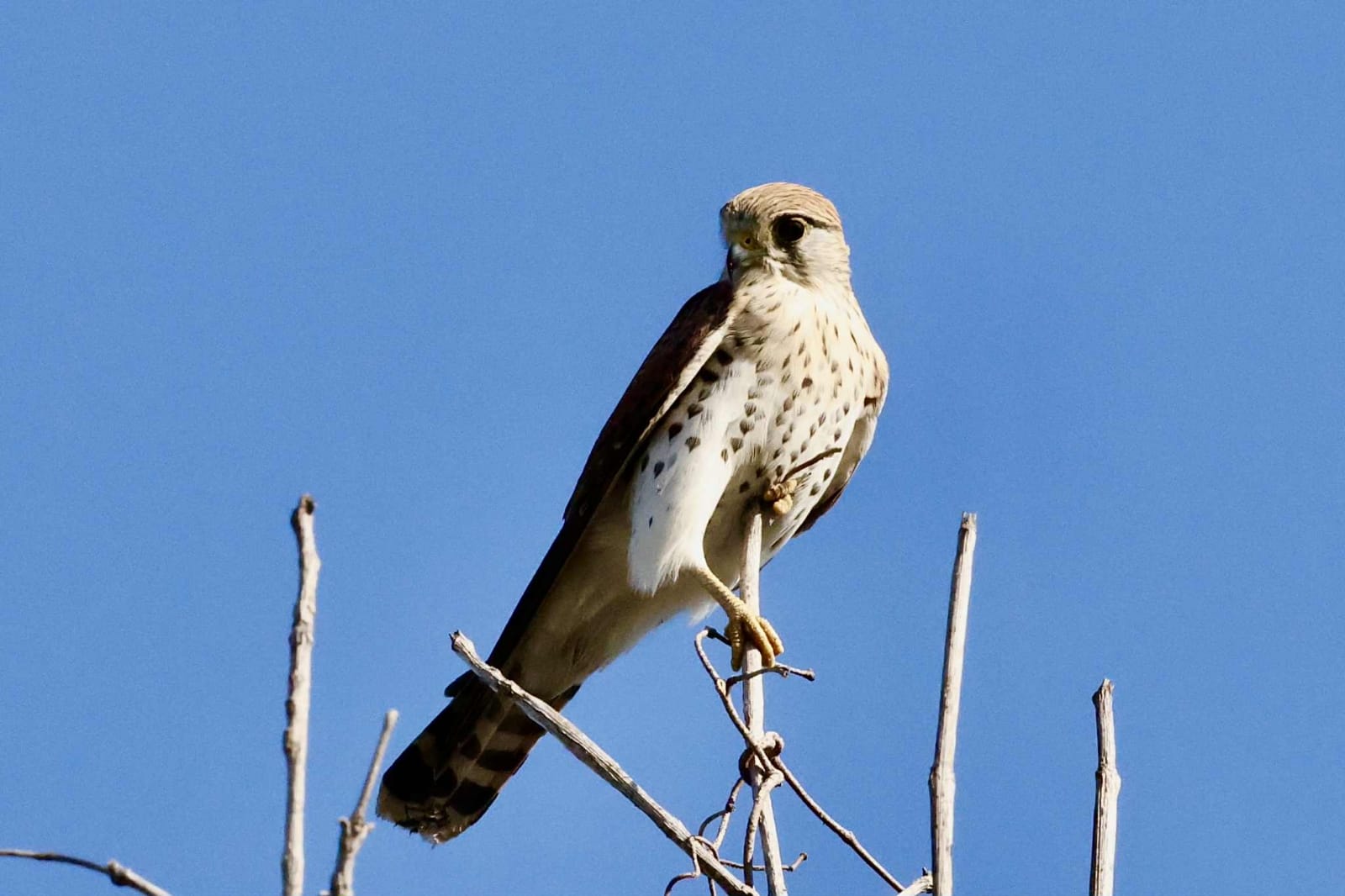 Birdwatching in Madagascar
