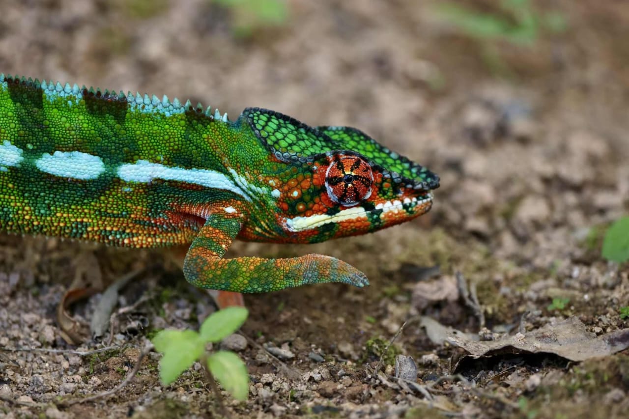 Chameleon in Madagascar