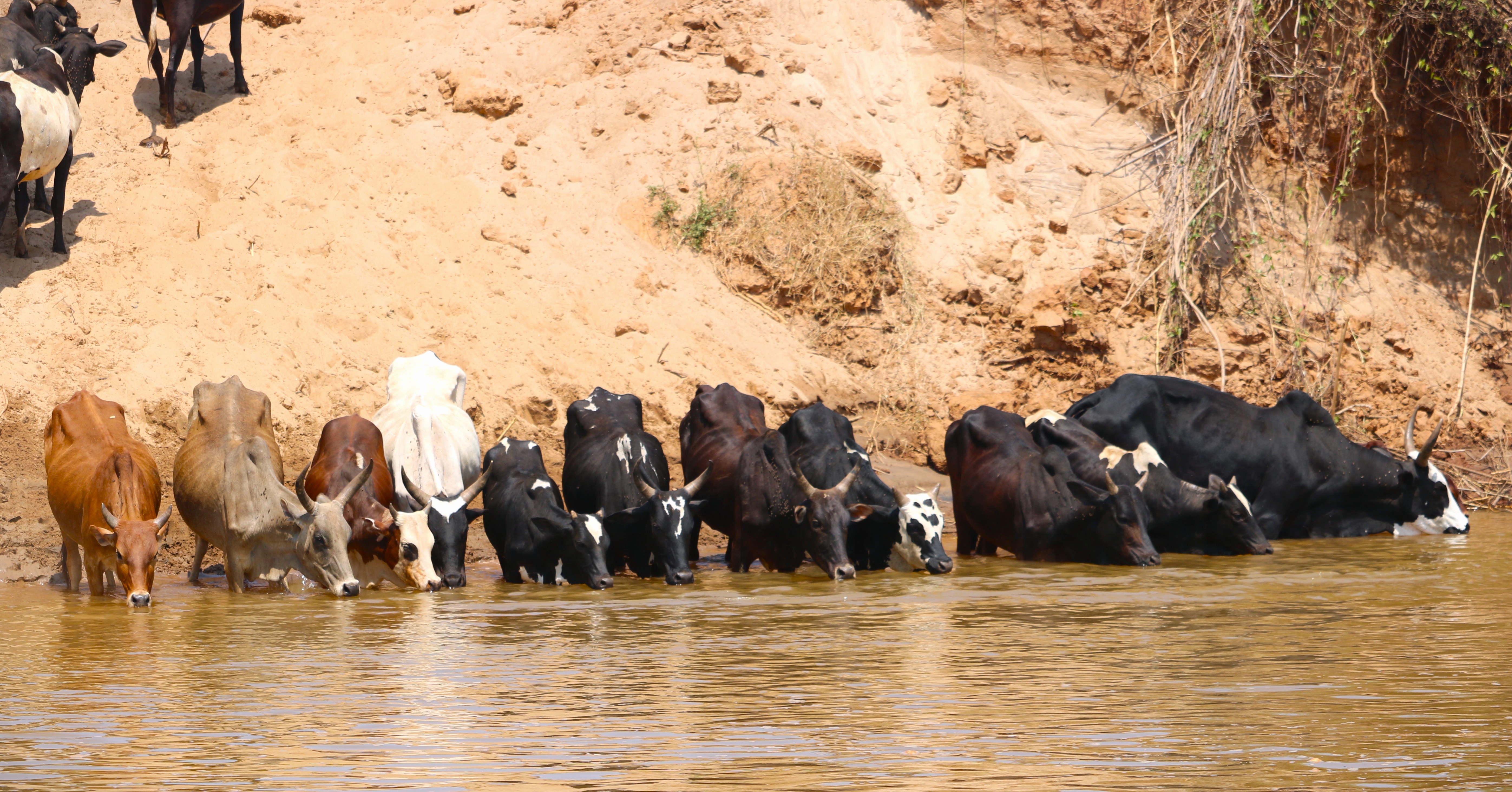 Zebu herd at a river in western Madagascar