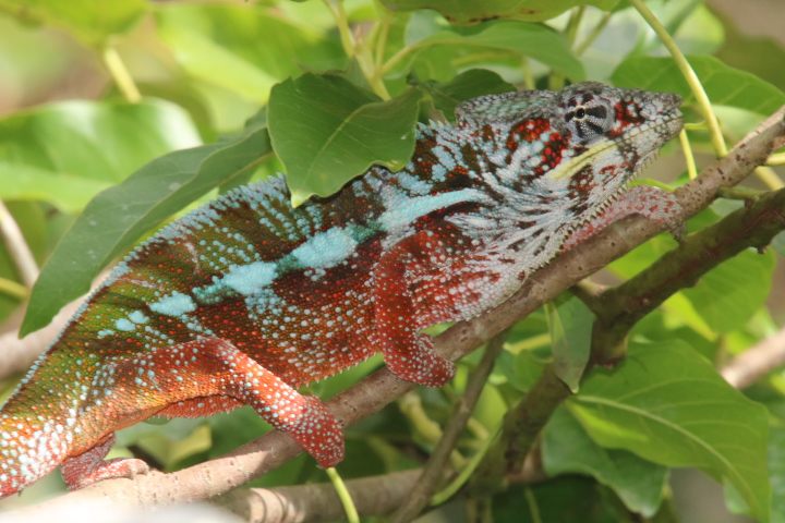 Panther chameleon in northern Madagascar