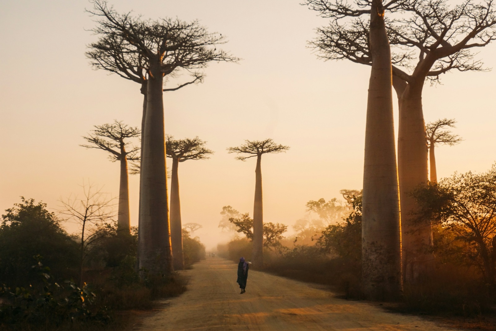 Avenue of the Baobabs, western Madagascar