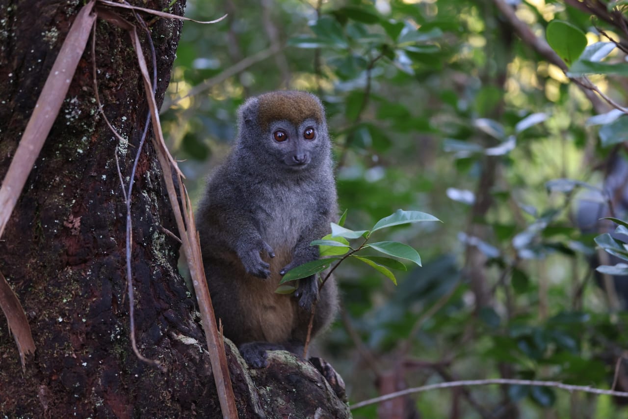 Rainforest at Andasibe, Madagascar