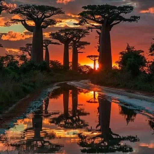 Wildlife in northern Madagascar