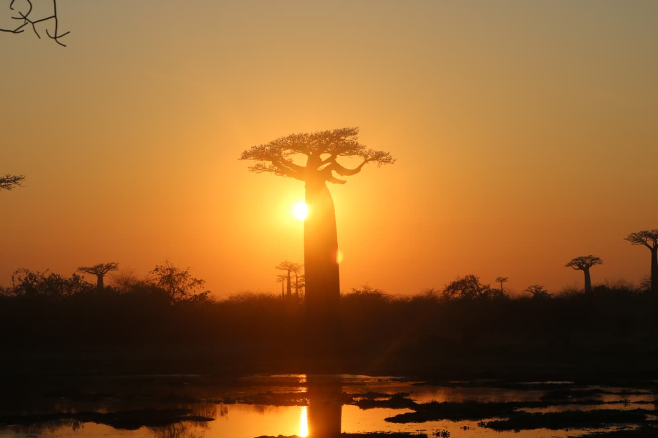 Avenue of the Baobabs in western Madagascar