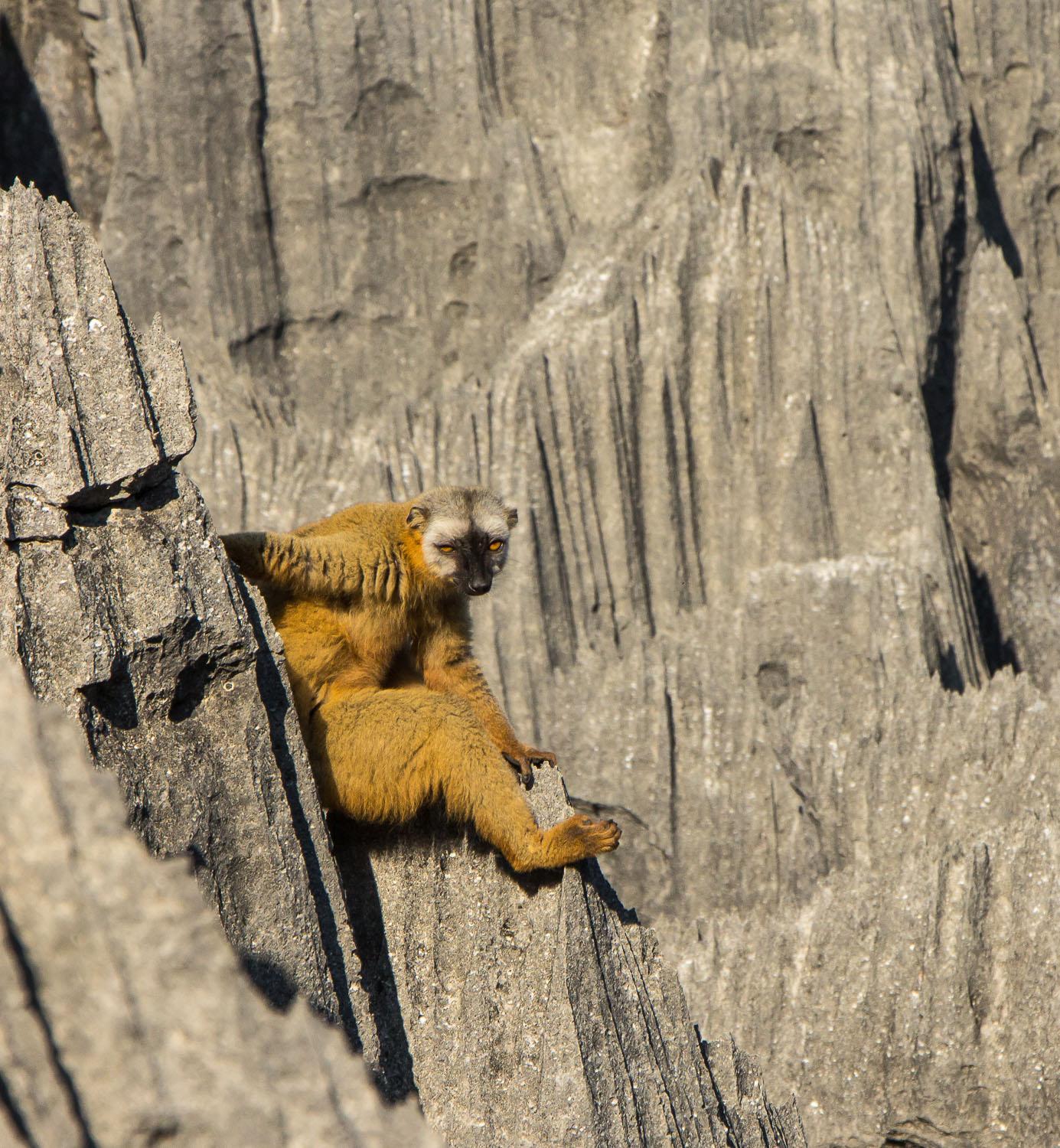 Lemurs among the Tsingy de Bemaraha limestone formations