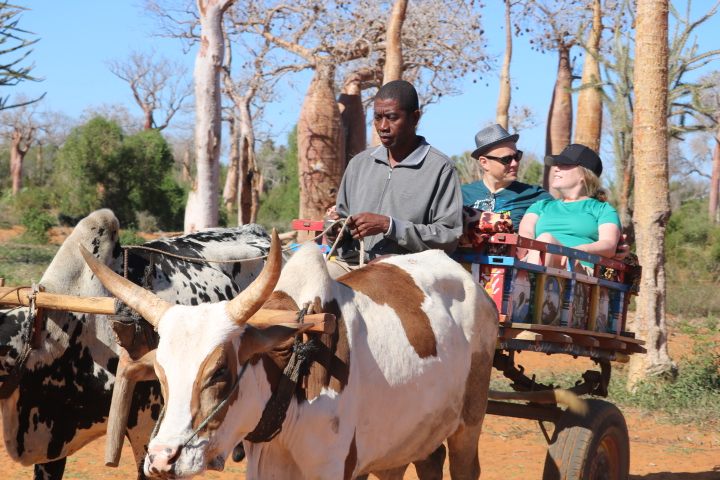 Travellers riding a zebu cart among the baobabs